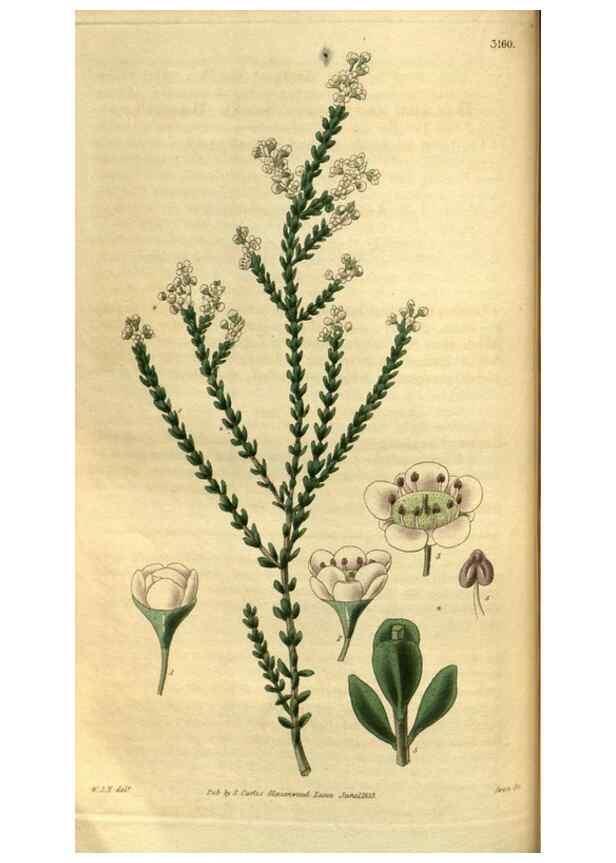 Reproducción/Reproduction 34439627373: Curtis's botanical magazine.. London ; New York [etc.] :Academic Press [etc.]