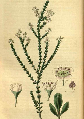 Reproducción/Reproduction 34439627373: Curtis's botanical magazine.. London ; New York [etc.] :Academic Press [etc.]