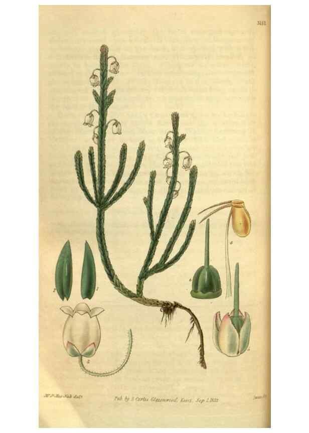 Reproducción/Reproduction 35248655165: Curtis's botanical magazine.. London ; New York [etc.] :Academic Press [etc.]