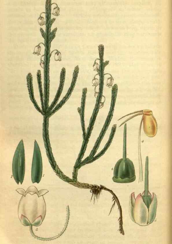 Reproducción/Reproduction 35248655165: Curtis's botanical magazine.. London ; New York [etc.] :Academic Press [etc.]