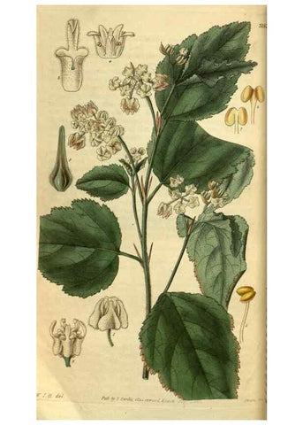 Reproducción/Reproduction 34404746224: Curtis's botanical magazine.. London ; New York [etc.] :Academic Press [etc.]