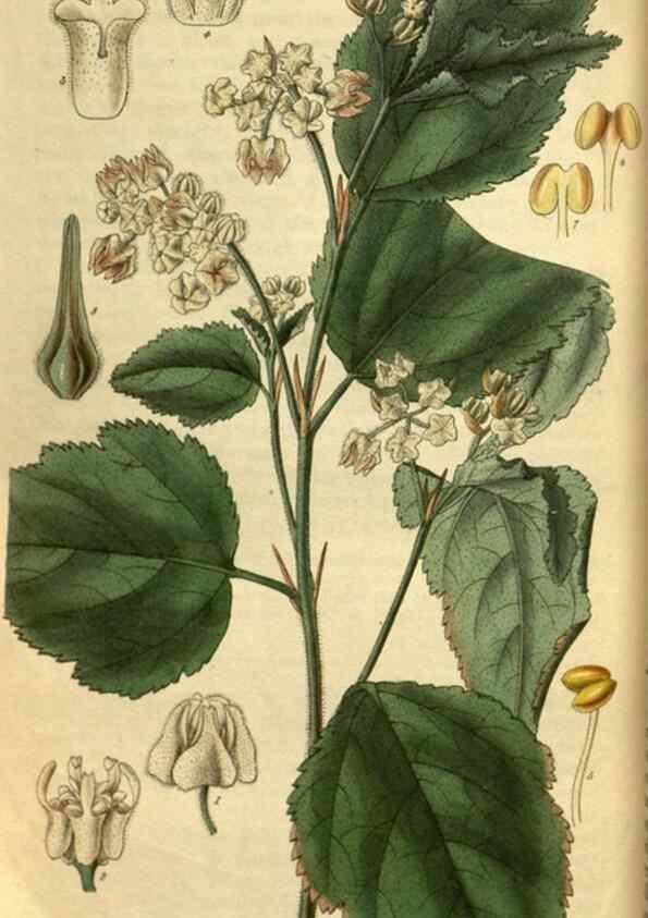 Reproducción/Reproduction 34404746224: Curtis's botanical magazine.. London ; New York [etc.] :Academic Press [etc.]