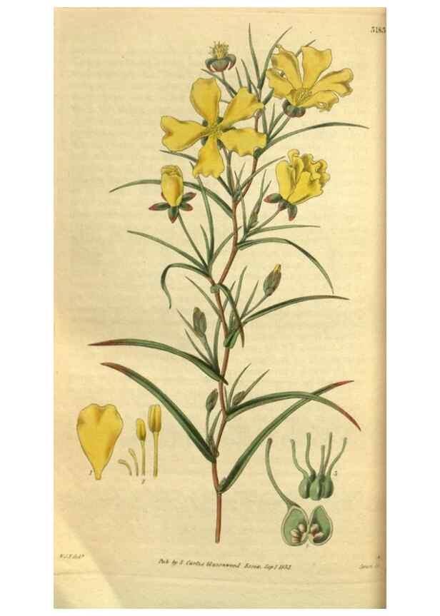 Reproducción/Reproduction 35248657855: Curtis's botanical magazine.. London ; New York [etc.] :Academic Press [etc.]