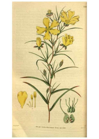 Reproducción/Reproduction 35248657855: Curtis's botanical magazine.. London ; New York [etc.] :Academic Press [etc.]