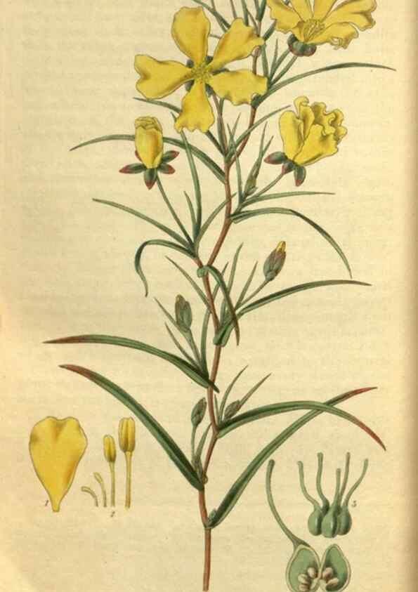 Reproducción/Reproduction 35248657855: Curtis's botanical magazine.. London ; New York [etc.] :Academic Press [etc.]