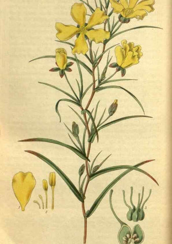Reproducción/Reproduction 35248657855: Curtis's botanical magazine.. London ; New York [etc.] :Academic Press [etc.]