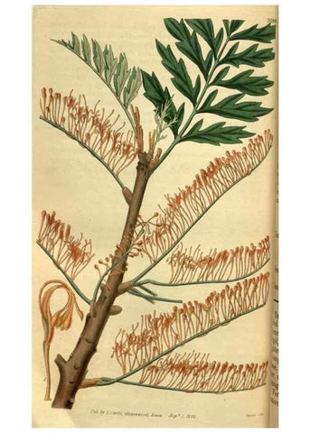 Reproducción/Reproduction 35248659935: Curtis's botanical magazine.. London ; New York [etc.] :Academic Press [etc.]
