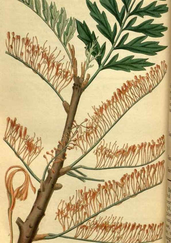 Reproducción/Reproduction 35248659935: Curtis's botanical magazine.. London ; New York [etc.] :Academic Press [etc.]