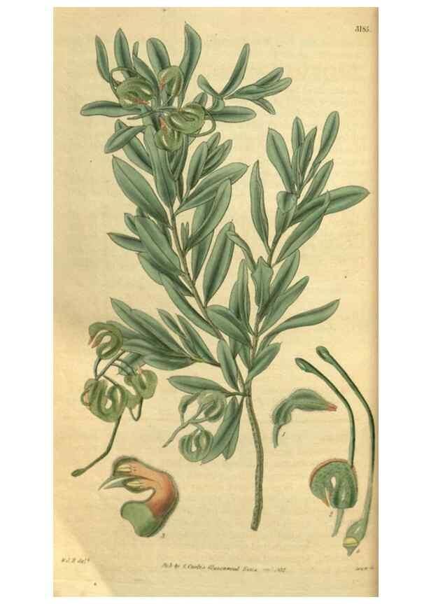 Reproducción/Reproduction 35248663775: Curtis's botanical magazine.. London ; New York [etc.] :Academic Press [etc.]