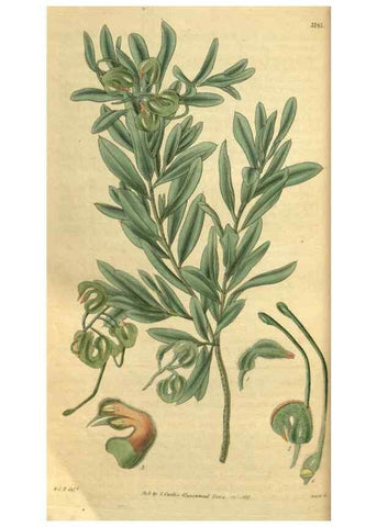 Reproducción/Reproduction 35248663775: Curtis's botanical magazine.. London ; New York [etc.] :Academic Press [etc.]
