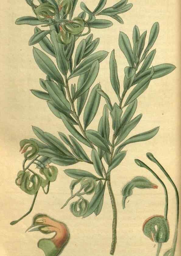 Reproducción/Reproduction 35248663775: Curtis's botanical magazine.. London ; New York [etc.] :Academic Press [etc.]