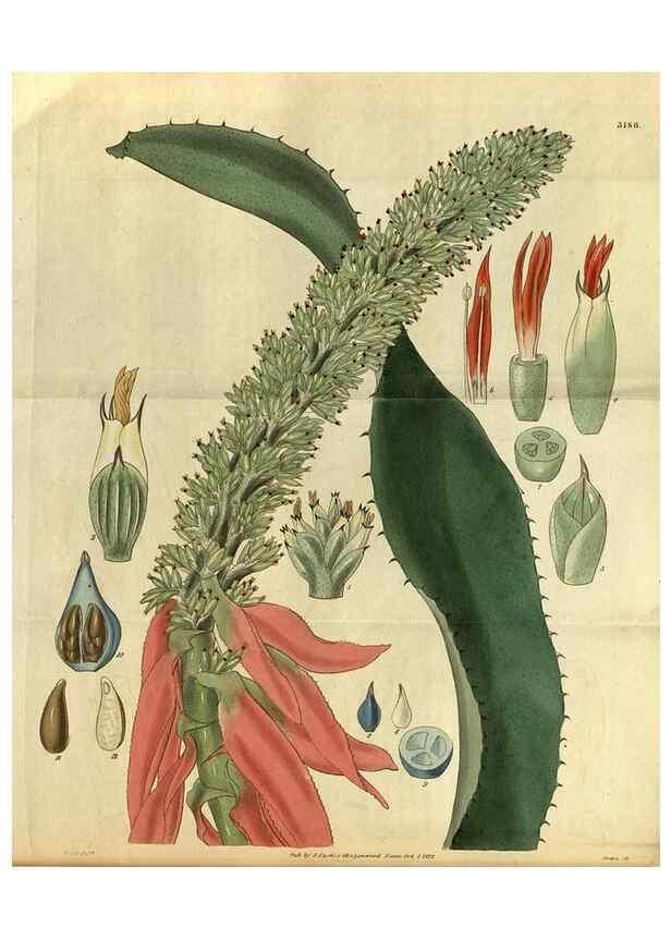 Reproducción/Reproduction 35248666715: Curtis's botanical magazine.. London ; New York [etc.] :Academic Press [etc.]
