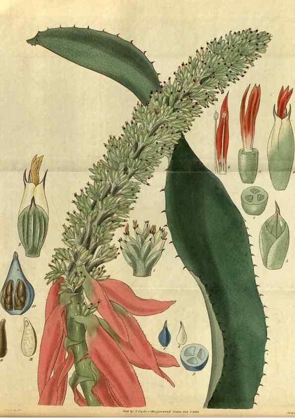 Reproducción/Reproduction 35248666715: Curtis's botanical magazine.. London ; New York [etc.] :Academic Press [etc.]