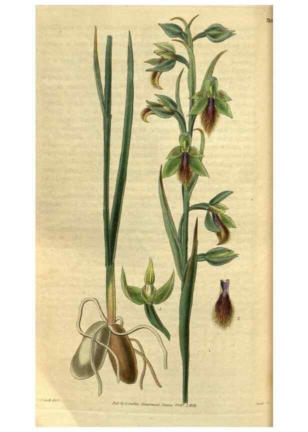 Reproducción/Reproduction 34439694923: Curtis's botanical magazine.. London ; New York [etc.] :Academic Press [etc.]