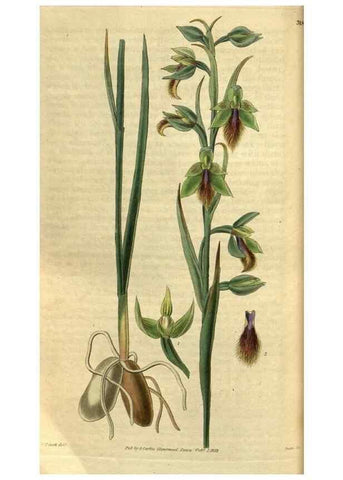 Reproducción/Reproduction 34439694923: Curtis's botanical magazine.. London ; New York [etc.] :Academic Press [etc.]
