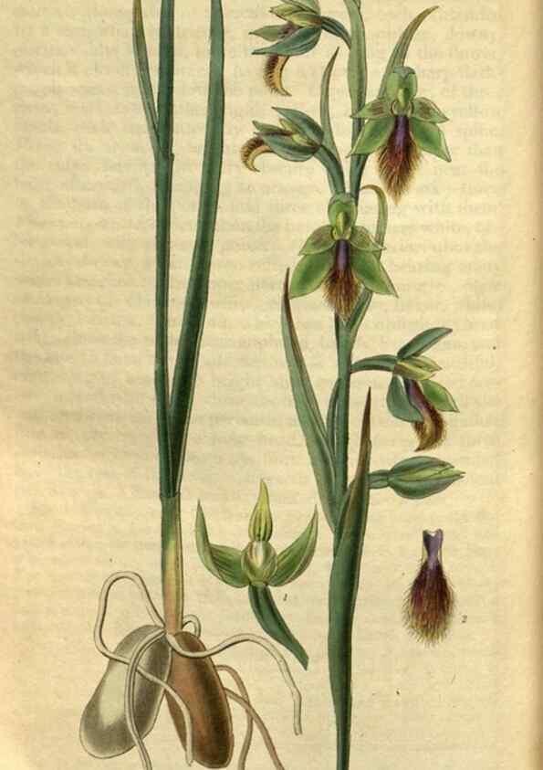 Reproducción/Reproduction 34439694923: Curtis's botanical magazine.. London ; New York [etc.] :Academic Press [etc.]