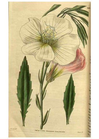Reproducción/Reproduction 34439698743: Curtis's botanical magazine.. London ; New York [etc.] :Academic Press [etc.]