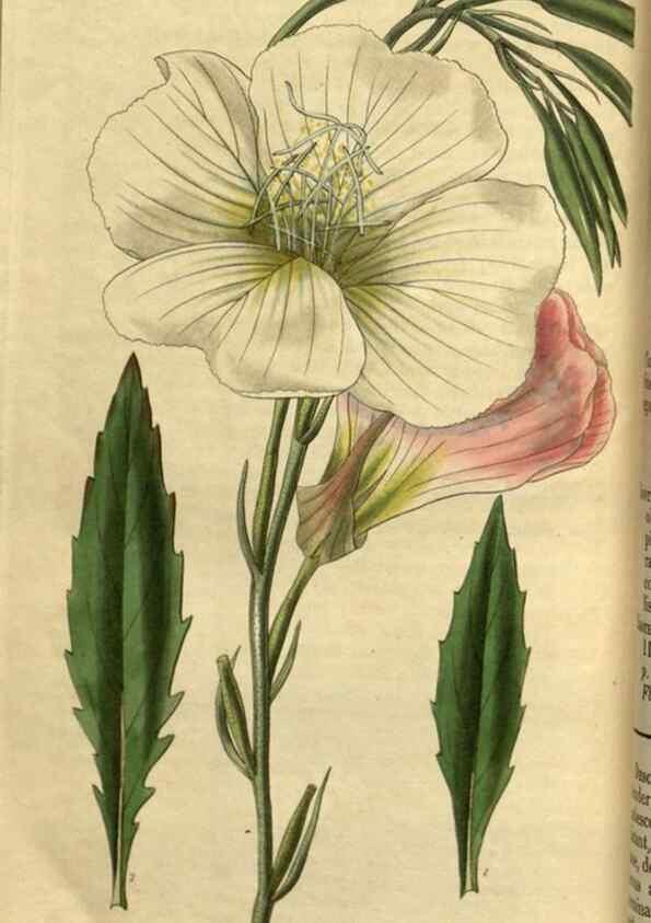 Reproducción/Reproduction 34439698743: Curtis's botanical magazine.. London ; New York [etc.] :Academic Press [etc.]