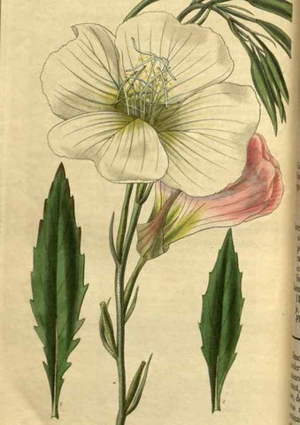 Reproducción/Reproduction 34439698743: Curtis's botanical magazine.. London ; New York [etc.] :Academic Press [etc.]