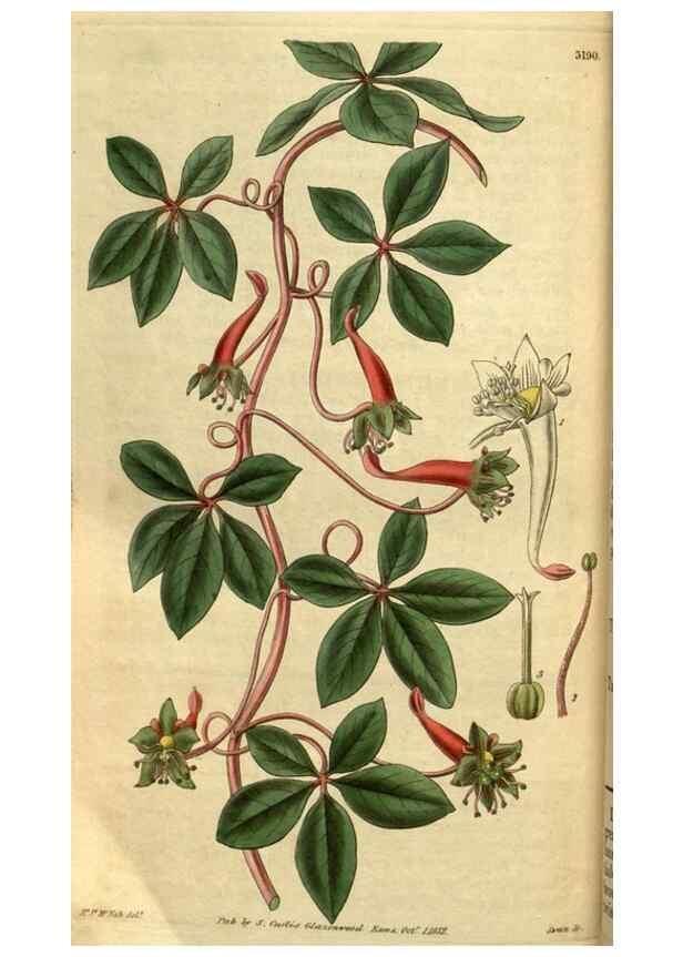 Reproducción/Reproduction 35248677175: Curtis's botanical magazine.. London ; New York [etc.] :Academic Press [etc.]