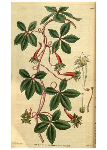 Reproducción/Reproduction 35248677175: Curtis's botanical magazine.. London ; New York [etc.] :Academic Press [etc.]