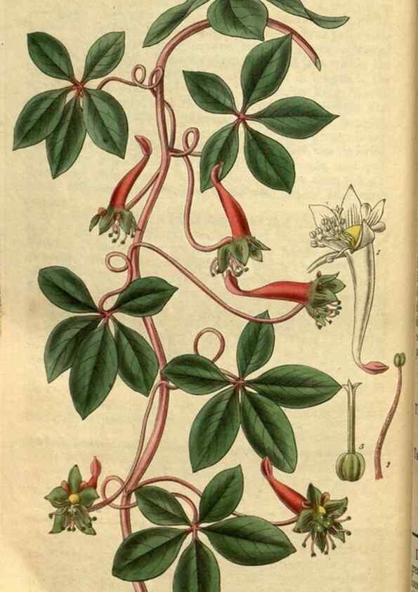 Reproducción/Reproduction 35248677175: Curtis's botanical magazine.. London ; New York [etc.] :Academic Press [etc.]