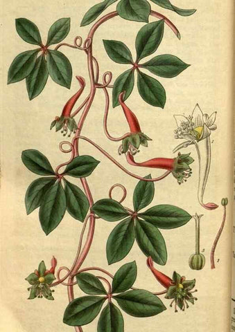Reproducción/Reproduction 35248677175: Curtis's botanical magazine.. London ; New York [etc.] :Academic Press [etc.]