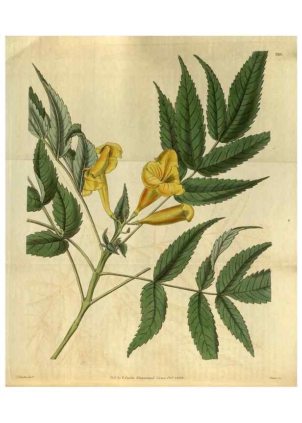 Reproducción/Reproduction 35119087131: Curtis's botanical magazine.. London ; New York [etc.] :Academic Press [etc.]