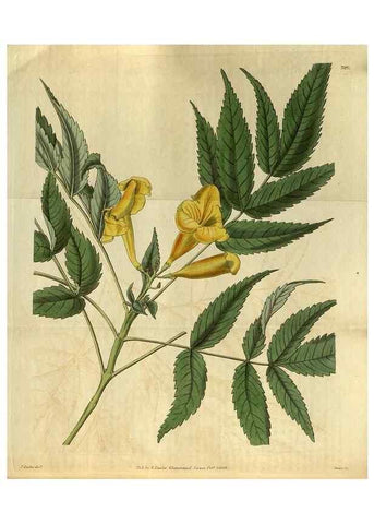Reproducción/Reproduction 35119087131: Curtis's botanical magazine.. London ; New York [etc.] :Academic Press [etc.]