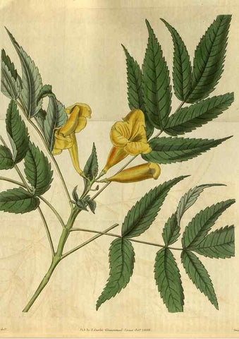 Reproducción/Reproduction 35119087131: Curtis's botanical magazine.. London ; New York [etc.] :Academic Press [etc.]
