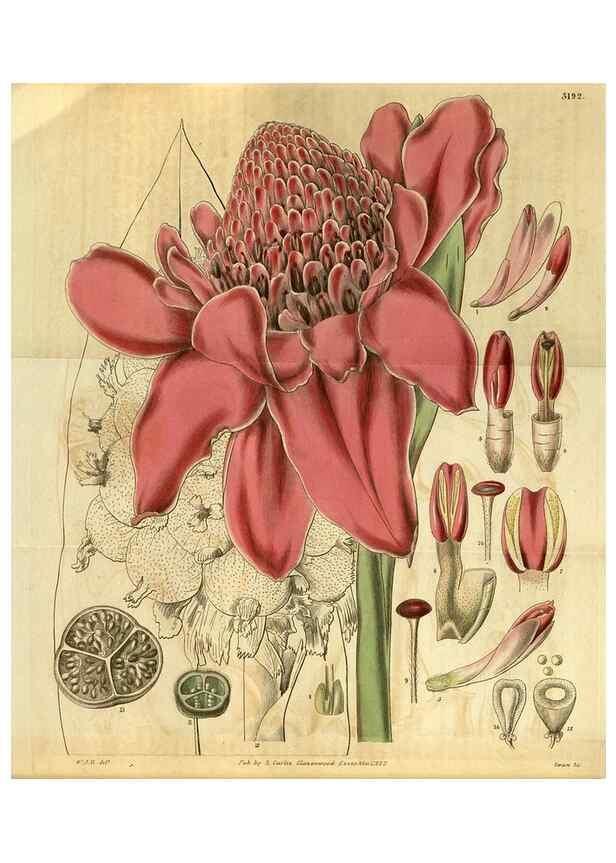 Reproducción/Reproduction 35119089781: Curtis's botanical magazine.. London ; New York [etc.] :Academic Press [etc.]