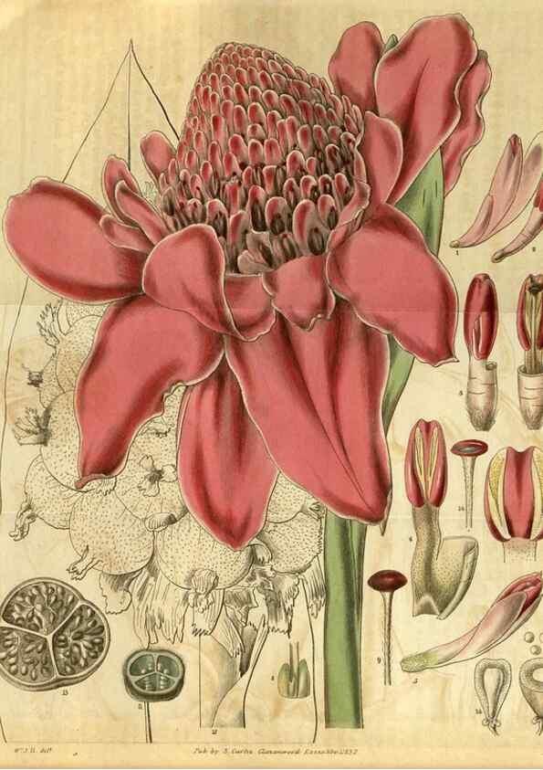 Reproducción/Reproduction 35119089781: Curtis's botanical magazine.. London ; New York [etc.] :Academic Press [etc.]