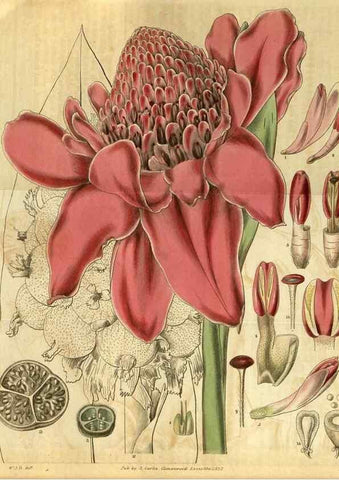 Reproducción/Reproduction 35119089781: Curtis's botanical magazine.. London ; New York [etc.] :Academic Press [etc.]