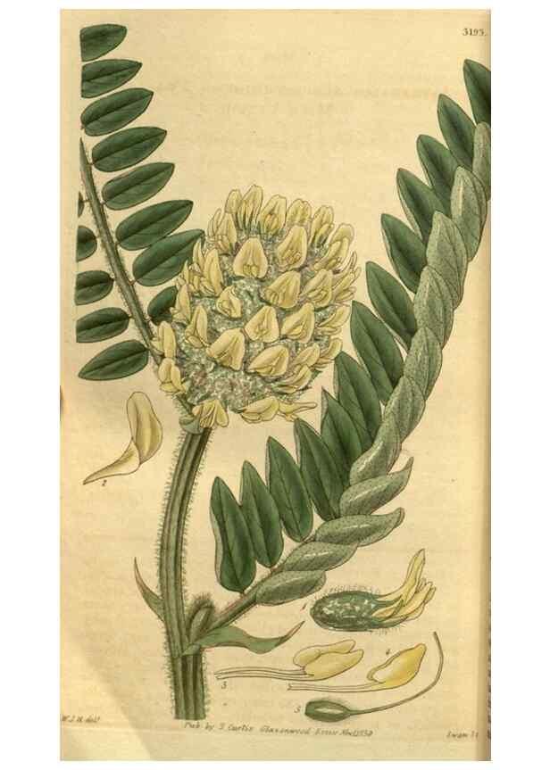 Reproducción/Reproduction 35119092471: Curtis's botanical magazine.. London ; New York [etc.] :Academic Press [etc.]