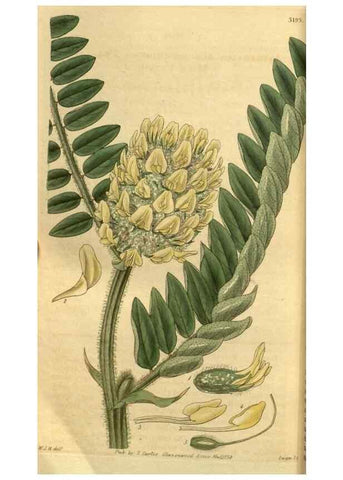 Reproducción/Reproduction 35119092471: Curtis's botanical magazine.. London ; New York [etc.] :Academic Press [etc.]