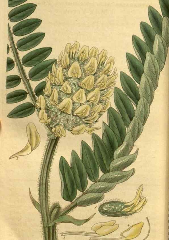 Reproducción/Reproduction 35119092471: Curtis's botanical magazine.. London ; New York [etc.] :Academic Press [etc.]