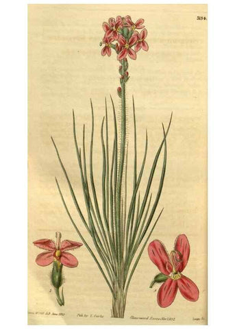 Reproducción/Reproduction 35119095051: Curtis's botanical magazine.. London ; New York [etc.] :Academic Press [etc.]