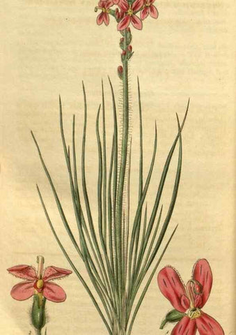 Reproducción/Reproduction 35119095051: Curtis's botanical magazine.. London ; New York [etc.] :Academic Press [etc.]