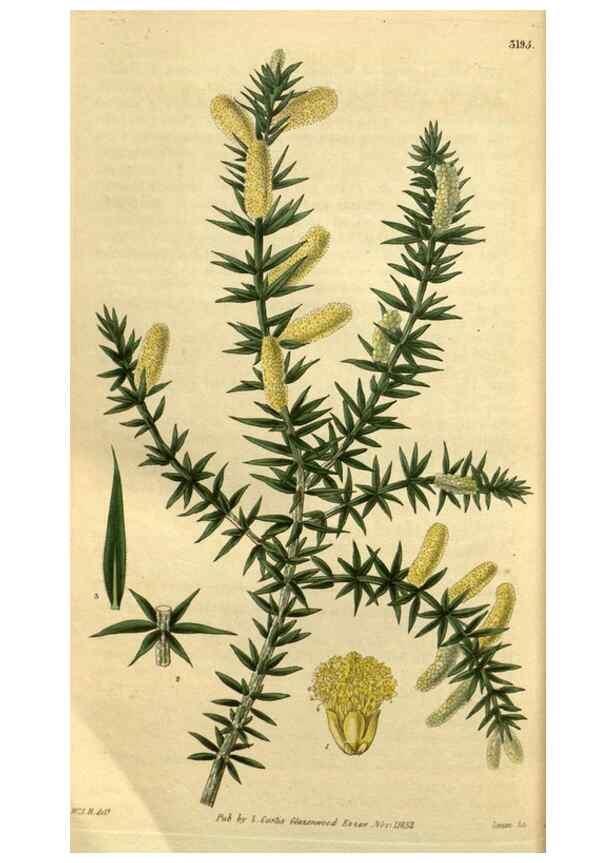 Reproducción/Reproduction 35119097511: Curtis's botanical magazine.. London ; New York [etc.] :Academic Press [etc.]