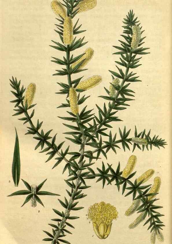 Reproducción/Reproduction 35119097511: Curtis's botanical magazine.. London ; New York [etc.] :Academic Press [etc.]