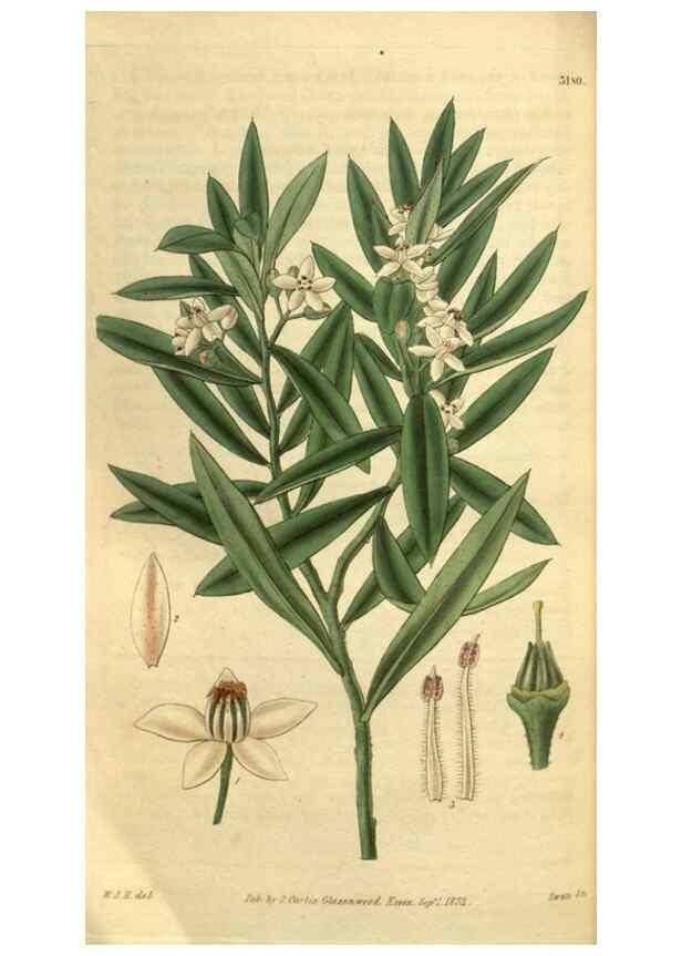 Reproducción/Reproduction 35248653875: Curtis's botanical magazine.. London ; New York [etc.] :Academic Press [etc.]