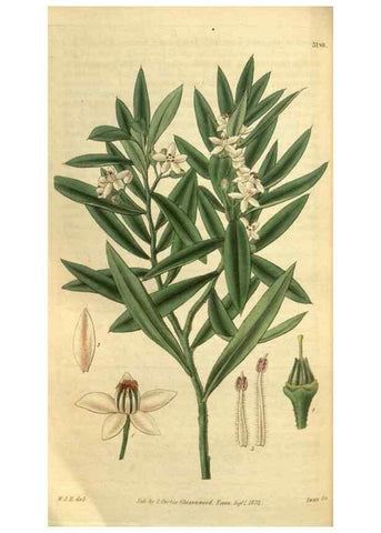 Reproducción/Reproduction 35248653875: Curtis's botanical magazine.. London ; New York [etc.] :Academic Press [etc.]