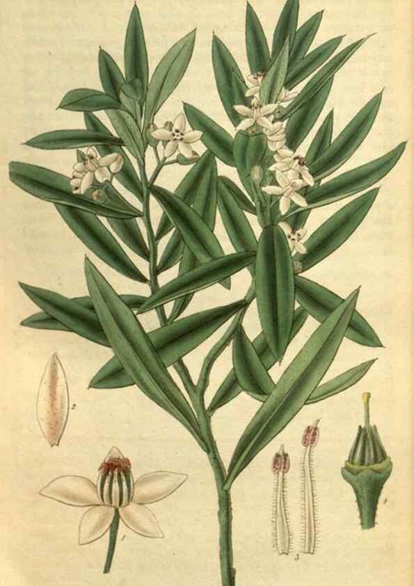 Reproducción/Reproduction 35248653875: Curtis's botanical magazine.. London ; New York [etc.] :Academic Press [etc.]