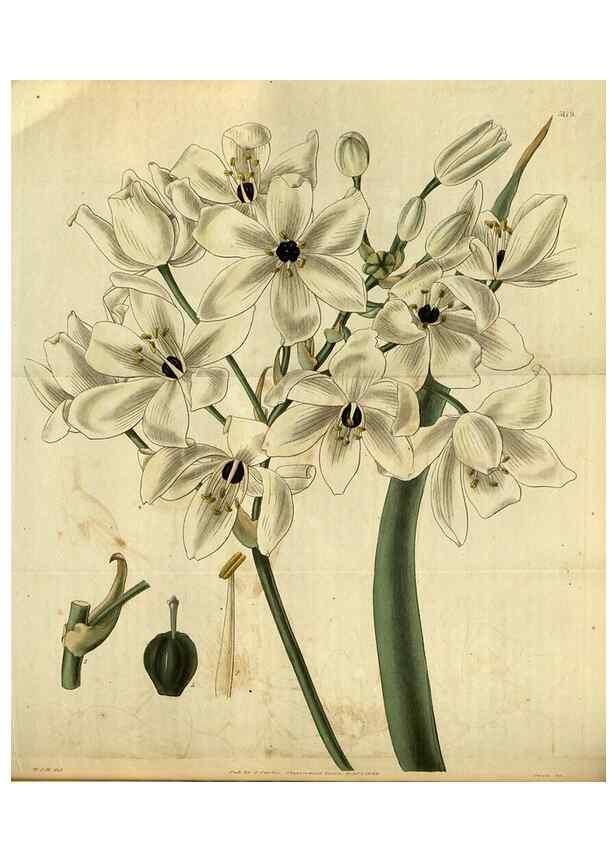 Reproducción/Reproduction 34404738134: Curtis's botanical magazine.. London ; New York [etc.] :Academic Press [etc.]