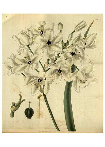 Reproducción/Reproduction 34404738134: Curtis's botanical magazine.. London ; New York [etc.] :Academic Press [etc.]