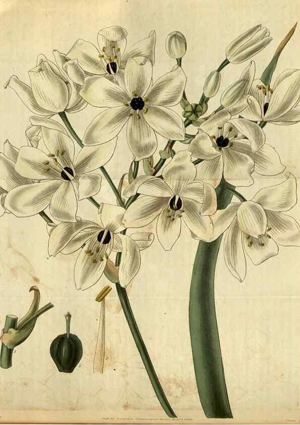 Reproducción/Reproduction 34404738134: Curtis's botanical magazine.. London ; New York [etc.] :Academic Press [etc.]