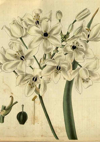 Reproducción/Reproduction 34404738134: Curtis's botanical magazine.. London ; New York [etc.] :Academic Press [etc.]