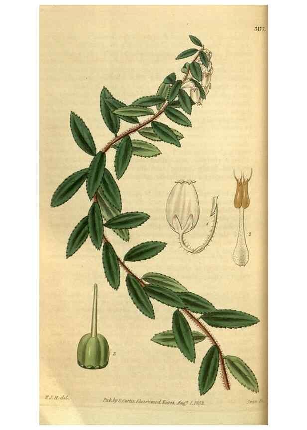 Reproducción/Reproduction 34404733264: Curtis's botanical magazine.. London ; New York [etc.] :Academic Press [etc.]