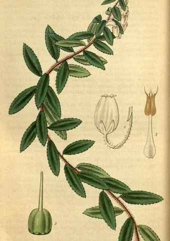 Reproducción/Reproduction 34404733264: Curtis's botanical magazine.. London ; New York [etc.] :Academic Press [etc.]