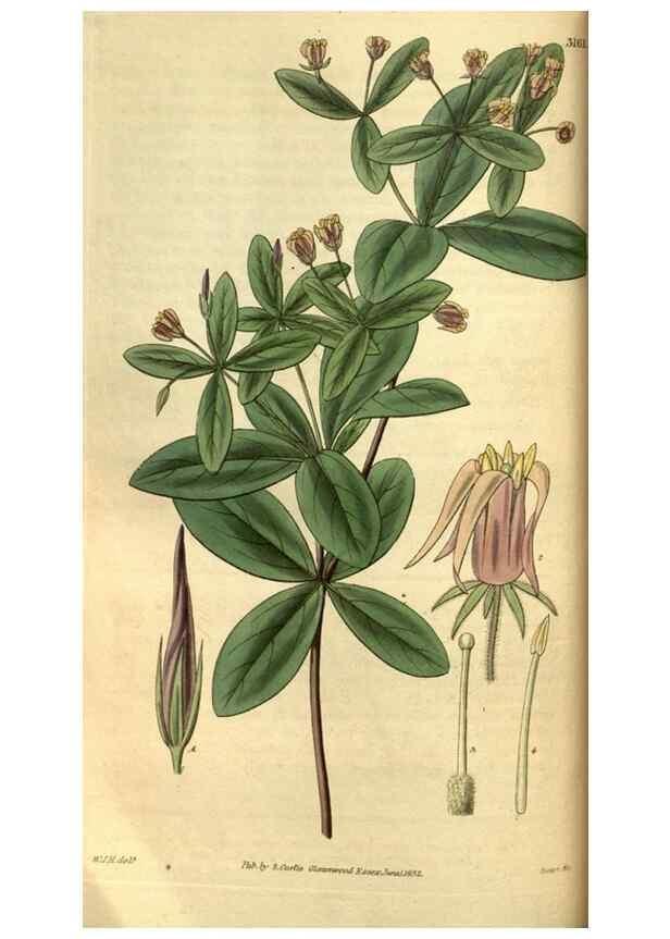 Reproducción/Reproduction 34439630263: Curtis's botanical magazine.. London ; New York [etc.] :Academic Press [etc.]